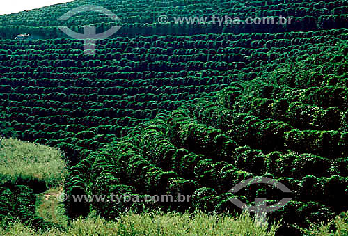  Assunto: Plantação de café   / Local: Minas Gerais (MG) - Brasil / Data: 1995 