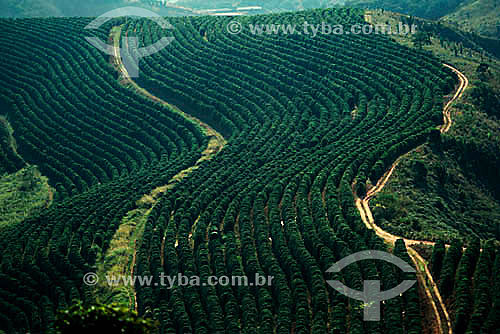  Agricultura - Plantação de café - Minas Gerais - Brasil  - Minas Gerais - Brasil