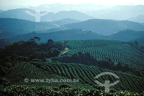  Agricultura - Plantação de café 