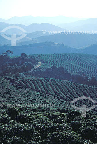  Agricultura - Plantação de café 