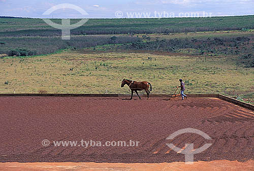  Agricultura - Cavalo e trabalhador rural cuidando dos grãos em terreiro de café - Monte Carmelo - Minas Gerais - Brasil - Julho de 1997  - Monte Carmelo - Minas Gerais - Brasil