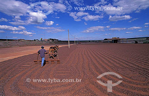  Agricultura - Cavalo e trabalhador rural cuidando dos grãos em terreiro de café - Monte Carmelo - Minas Gerais - Brasil - Julho de 1997  - Monte Carmelo - Minas Gerais - Brasil