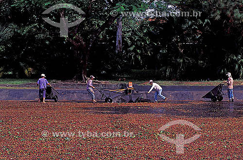  Agricultura - Trabalhadores rurais espalhando café para secagem em terreiro de café - Matão - SP - Brasil - Maio de 1996  - Matão - São Paulo - Brasil