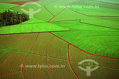  Vista aérea de plantação de cana de açúcar  (canavial) - Brasil 