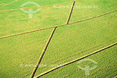  Vista aérea de plantação de cana-de-açúcar, talhões - Jaboticabal - SP - Brasil  - Jaboticabal - São Paulo - Brasil