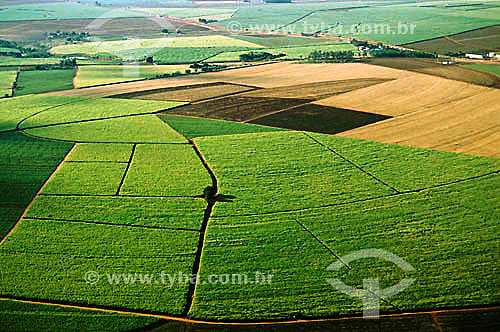  Vista aérea de plantação de cana-de-açúcar, talhões - Jaboticabal - SP - Brasil / Data: 1994 