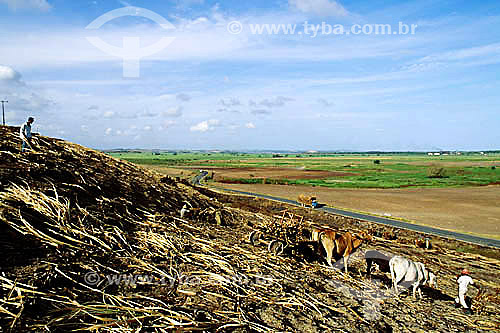  Assunto: Agricultura - Colheita de cana-de-açúcar com carro de boi / Local: Ipojuca - Pernambuco - Brasil / Data: 1994 