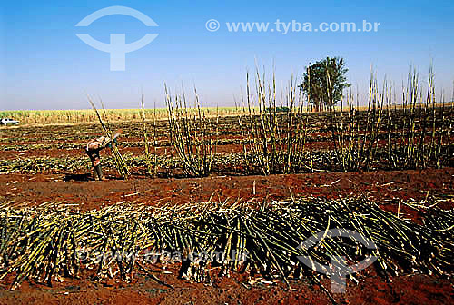  Agricultura - Trabalhador rural cortando cana-de-açúcar - Guaíra - São Paulo - Brasil - junho 2001  - Guaíra - São Paulo - Brasil