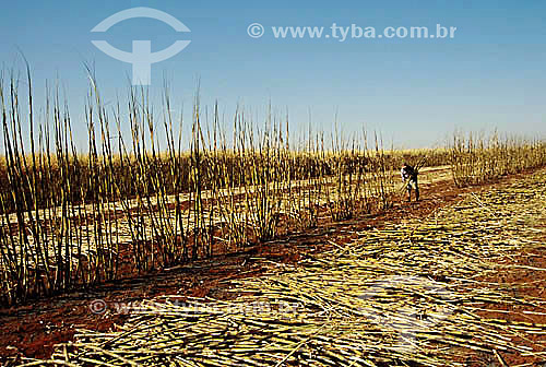  Agricultura - Trabalhador rural cortando cana-de-açúcar - Guaíra - São Paulo - Brasil - junho 2001  - Guaíra - São Paulo - Brasil