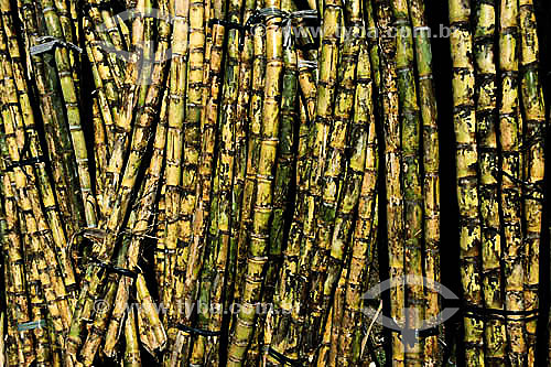  Agricultura - cana-de-açúcar  - Pindorama - São Paulo - Brasil