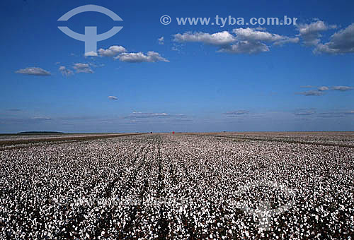  Vista panorâmica de plantação de algodão - Nova Mutum - Cerrado -  MT - Brasil  - Nova Mutum - Mato Grosso - Brasil