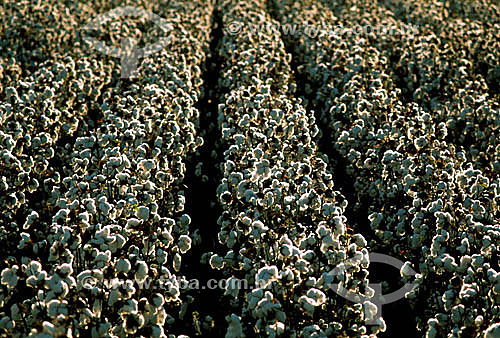 Plantação de algodão - Nova Mutum - Cerrado -  MT - Brasil  - Nova Mutum - Mato Grosso - Brasil