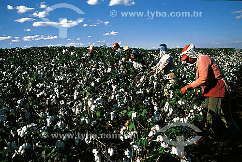  Homens fazendo colheita manual em plantação de algodão - Porteirão - GO - Brasil / Data: 2000 