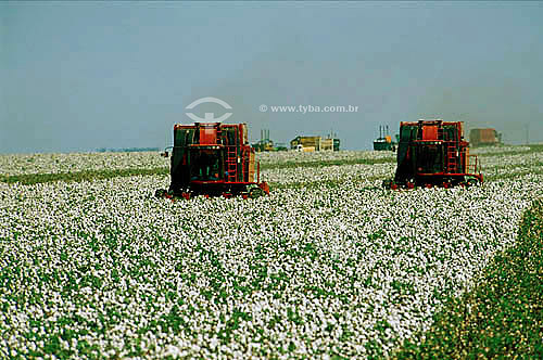  Colheita mecanizada em plantação de algodão - Itiquira - MT - Brasil / Data: 06/2001 