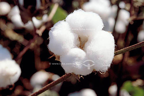  Detalhe da pluma do algodão - Itiquira - MT - Brasil  - Itiquira - Mato Grosso - Brasil