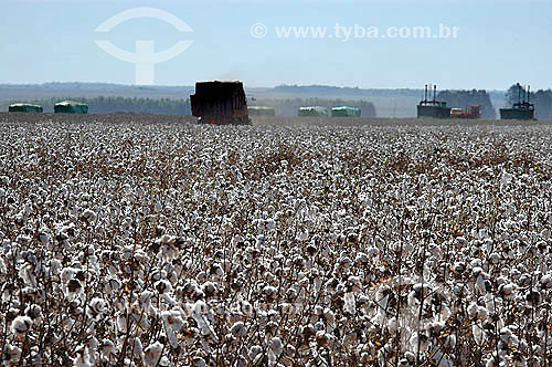  Agricultura - Plantação de algodão - Goiás - Brasil - 2005  - Goiás - Brasil