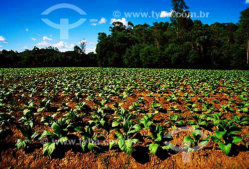  Plantação de fumo Venancio Aires - RS - Brasil - 12/2003  - Rio Grande do Sul - Brasil
