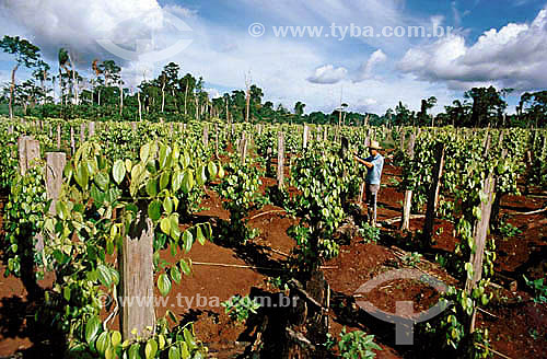  Agricultura - Plantação de Pimenta - Pará - Brasil  - Pimenta - Pará - Brasil