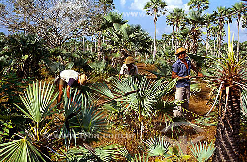  Assunto: Trabalhadores na extração de folhas de Carnaúba (Copernicia cerifera) - folhas usadas para fazer telhados / Local: Granja - Ceará - Região Nordeste - Brasil / Data: 2000 