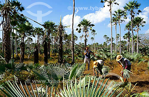  Assunto: Trabalhadores na extração de folhas de Carnaúba (Copernicia cerifera) - folhas usadas para fazer telhados / Local: Granja - Ceará - Região Nordeste - Brasil / Data: 2000 