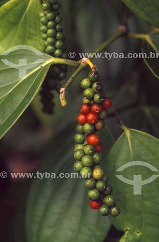  (Piper nigrum) Pimenta-do-reino - Agricultura - Tomé Açú - Pará - Brasil / Data: 2004 /  