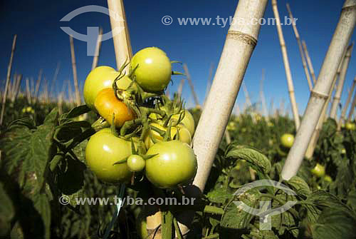  Tomates verdes em plantação - RJ - Brasil  - Rio de Janeiro - Brasil