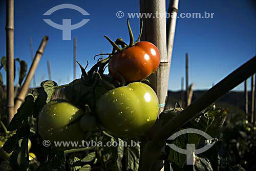  Tomates em plantação - RJ - Brasil  - Rio de Janeiro - Brasil