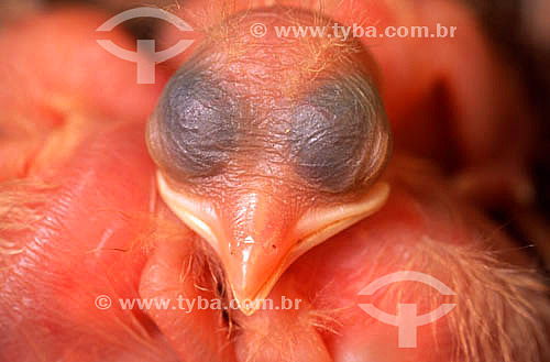  Filhote de pássaro recém-nascido - Brasil 