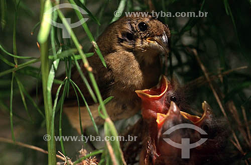  (Sporophila caerulescens) - Pássaro Coleiro , Coleirinha ou Papa-Capim alimenta seus filhotes no ninho - Parque Nacional das Emas - GO - Brasil. Data: 2005

  O Parque é Patrimônio Mundial pela UNESCO desde 16-12-2001. 