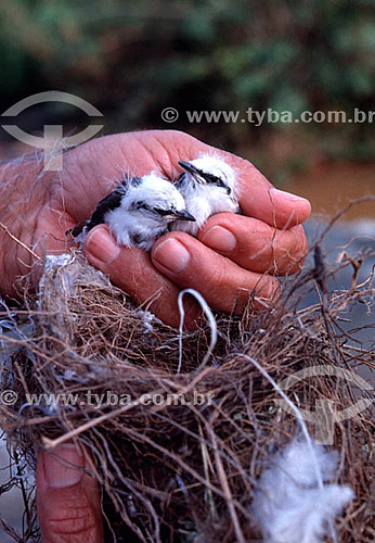  (Fluvicula nengeta) Detalhe de mão segurando filhotes de Lavadeira-mascarada sobre ninho - Mata Atlântica - Brasil 