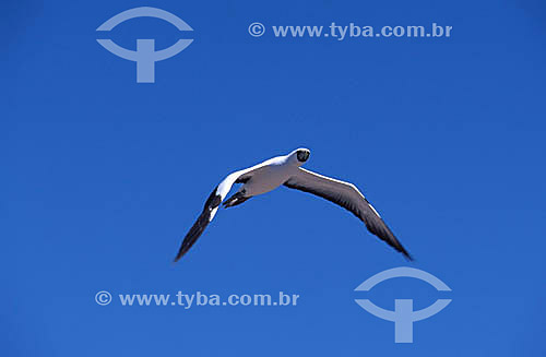  (Sula dactylatra) - Vôo de pássaro - Atobá branco  - PARNA de Abrolhos - BA - Brasil

  - Caravelas - Bahia - Brasil