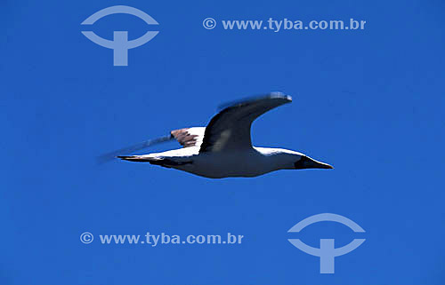  (Sula dactylatra) Atobá branco voando  - PARNA de Abrolhos - BA - Brasil  - Caravelas - Bahia - Brasil