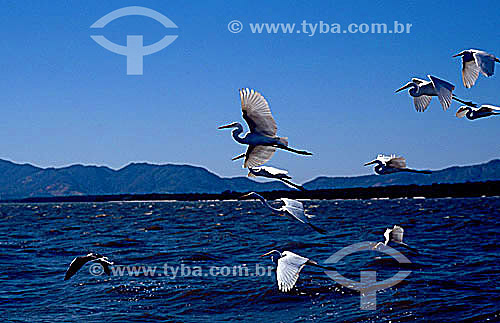  Vôo de pássaros, garças - Baía de Sepetiba - RJ - Brasil  - Rio de Janeiro - Rio de Janeiro - Brasil