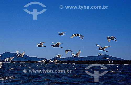  Vôo de pássaros - Baía de Sepetiba - RJ - Brasil  - Rio de Janeiro - Rio de Janeiro - Brasil