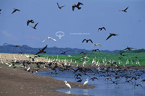  Aves - (Casmerodius albus & Phalacrocorax brasilianus) Garças brancas e Biguás voando - Reserva de Desenvolvimento Sustentável Mamirauá - AM - Brasil  - Tefé - Amazonas - Brasil