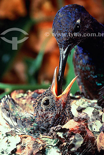  (Eupetomena macroura) Beija-flor tesourão alimentando filhote no ninho - Mata Atlântica - RJ - Brasil  - Rio de Janeiro - Brasil