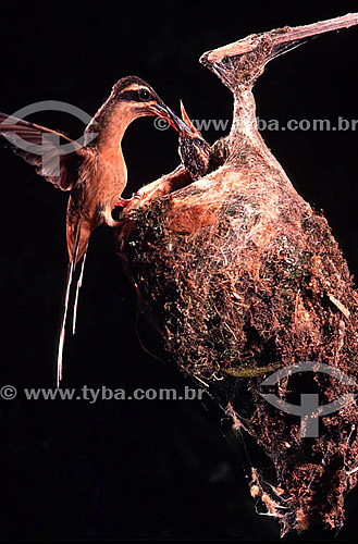  (Phaetornis pretei) Beija-flor-de-rabo-branco ou Rabo-branco-limpa-casa  alimentando filhote no ninho - Brasil 