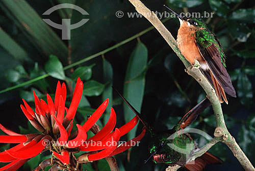  Beija-flor - Mata Atlântica - Brasil 