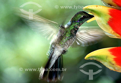  (Colibri serrirostris) - Beija-Flor-de-Orelha-Violeta - pássaro achado no centro e sudeste brasileiro - Brasil
 