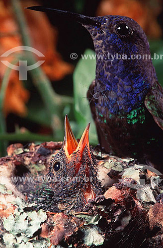  (Eupetomena macroura) Beija-flor tesourão com filhote no ninho - Mata Atlântica - RJ - Brasil  - Rio de Janeiro - Brasil