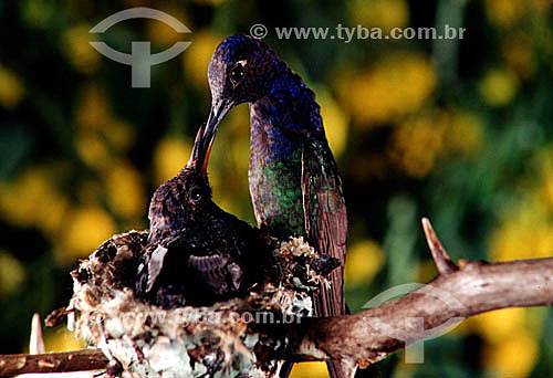  (Eupetomena macroura) Beija-flor tesourão alimentando filhote no ninho - Mata Atlântica - RJ - Brasil / Data: 1995 