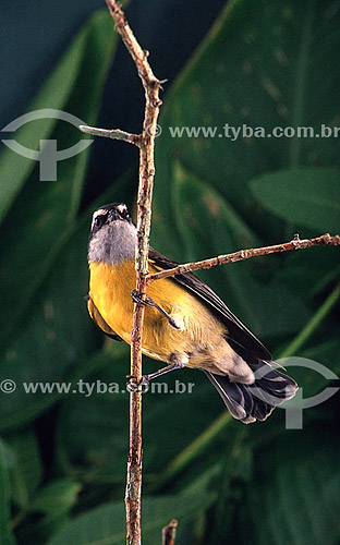  (Coreoba flaveola) Pássaro Sebinho - Brasil 