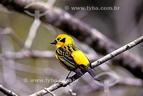  (Tangara arthus) Saíra dourada - Parque Nacional Henri Pittier - Araguá - norte da Venezuela 