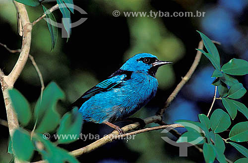  Saí-azul, Saíra (Dacnis cayana) Floresta amazônica e Mata Atlântica - Brasil 