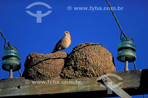  (Furnarius rufus) João-de-barro em cima do ninho sobre poste elétrico - Brasil
 