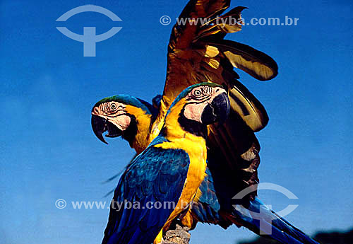  (Ara ararauna) Dupla ou Casal de pássaros com as cores da bandeira do Brasil - Arara-canindé ou Arara-de-barriga-amarela - Brasil
 