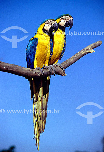  (Ara ararauna) Dupla ou casal de pássaros com as cores da bandeira do Brasil - Arara-canindé ou Arara-de-barriga-amarela - Brasil
 
