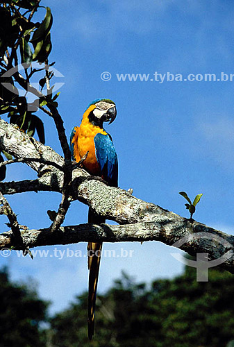  (Ara ararauna) Arara-canindé ou Arara-de-barriga-amarela - Pássaro com as cores da bandeira do Brasil - Brasil
 