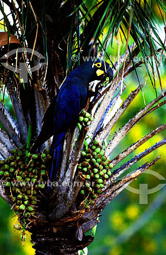  (Anodorhynchus leari) Arara Azul de Lear se alimentando de fruto da Palmeira de Licuri  - vegetação de Caatinga - BA - Brasil  - Bahia - Brasil