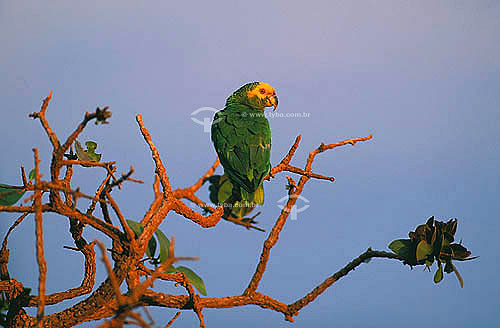  (Amazona xanthops) Papagaio-galego - Parque Nacional das Emas - Cerrado - GO - Brasil  - Goiás - Brasil